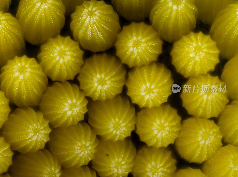 大白菜白色(Pieris brassicae)蝴蝶卵